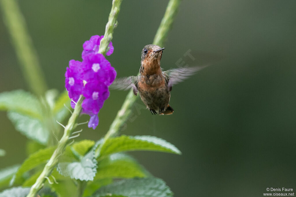 Tufted Coquette