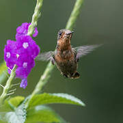 Tufted Coquette