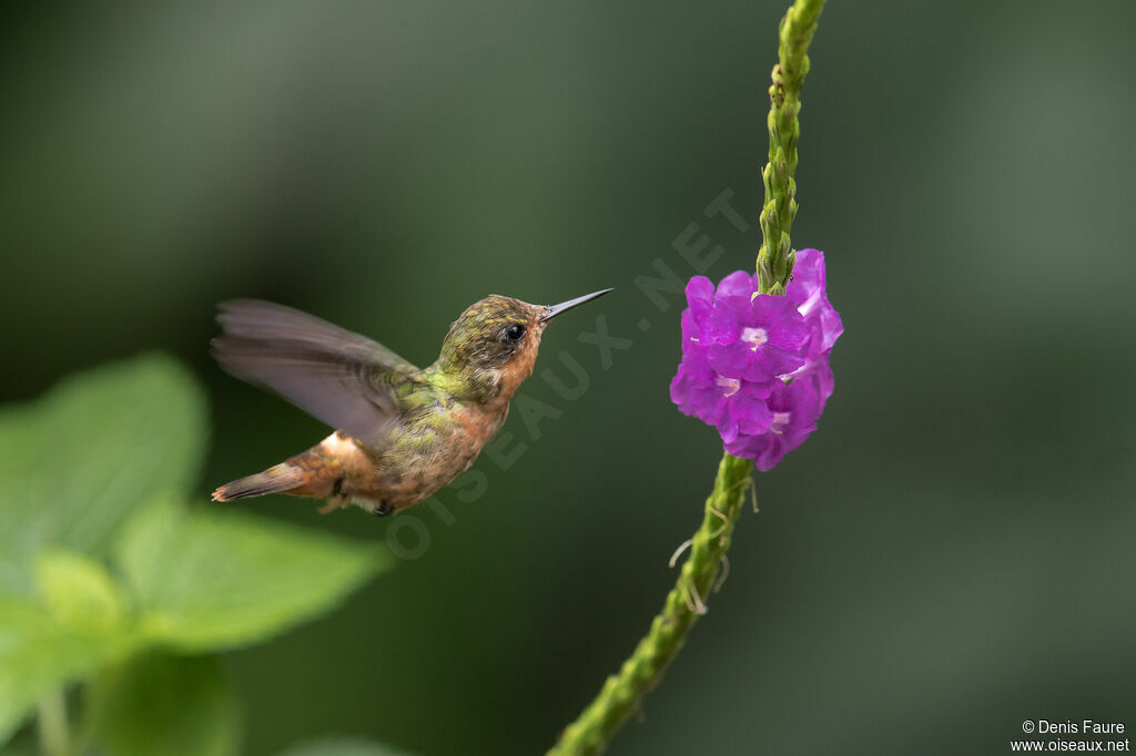 Tufted Coquette female adult