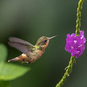 Tufted Coquette