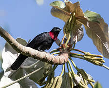 Purple-throated Fruitcrow