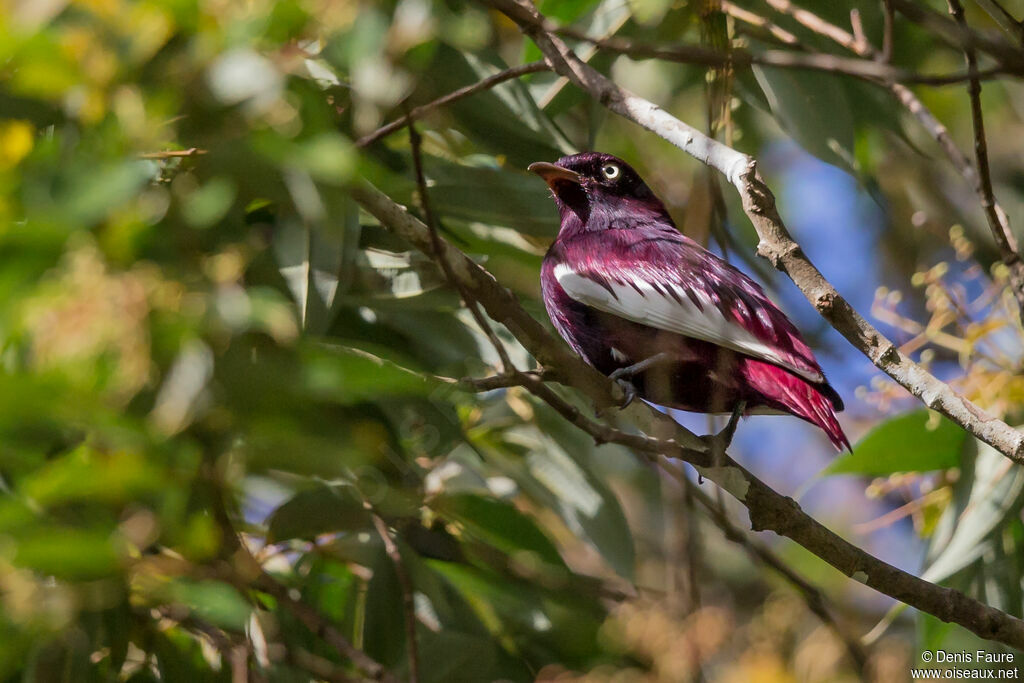 Pompadour Cotinga male adult