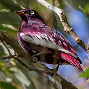 Cotinga pompadour