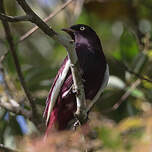 Cotinga pompadour