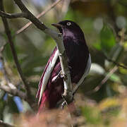 Cotinga pompadour