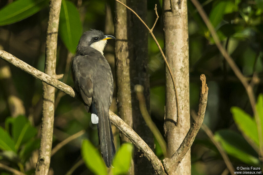 Mangrove Cuckoo