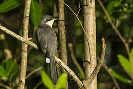 Mangrove Cuckoo