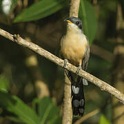 Mangrove Cuckoo