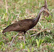 Limpkin