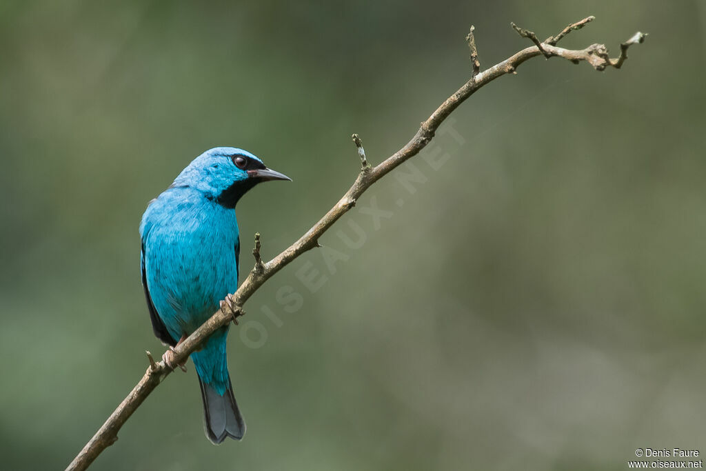 Dacnis bleu mâle adulte