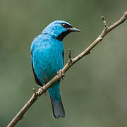 Dacnis bleu