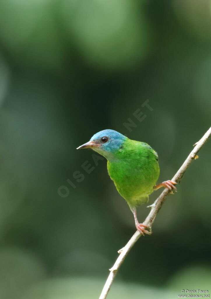 Dacnis bleu femelle adulte