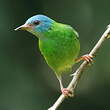 Dacnis bleu