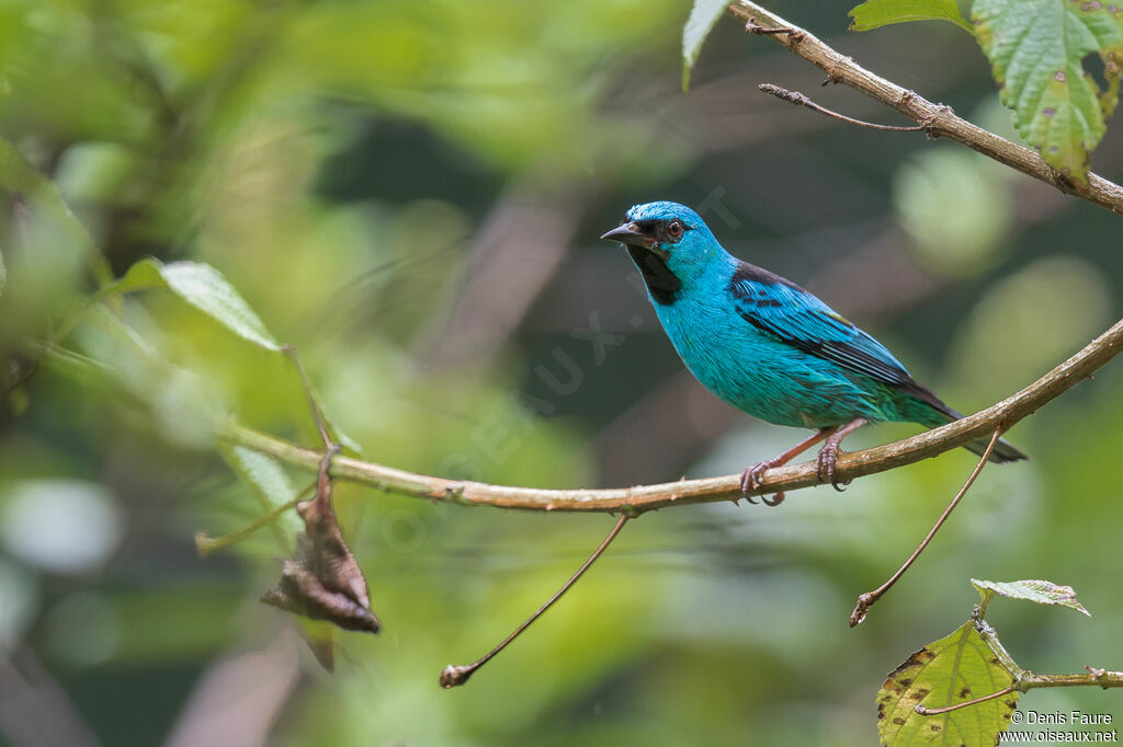 Dacnis bleu