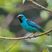 Dacnis bleu