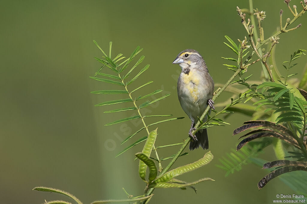 Dickcissel d'Amérique femelle adulte