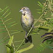 Dickcissel d'Amérique