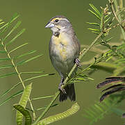 Dickcissel d'Amérique