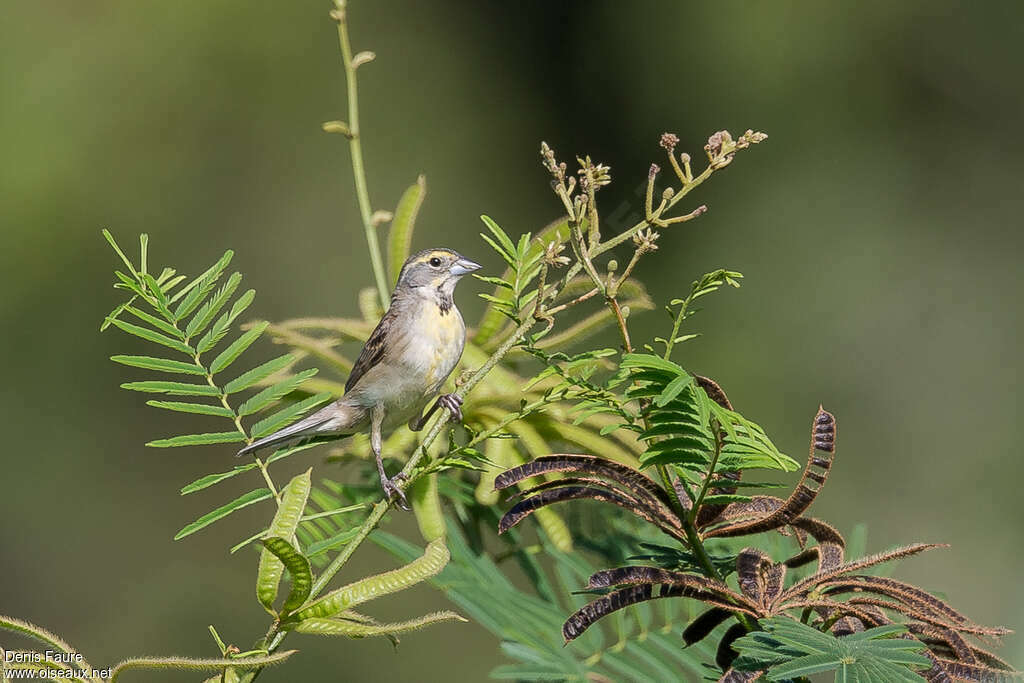 Dickcissel female adult, identification