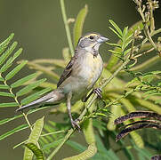 Dickcissel d'Amérique