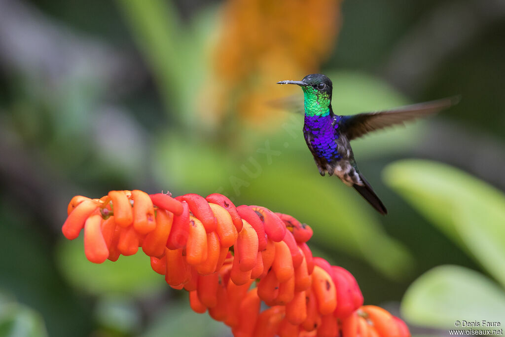 Fork-tailed Woodnymphadult