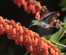 Fork-tailed Woodnymph