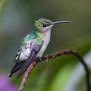 Fork-tailed Woodnymph