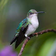 Fork-tailed Woodnymph