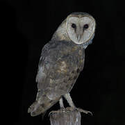 American Barn Owl