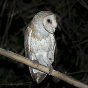 American Barn Owl