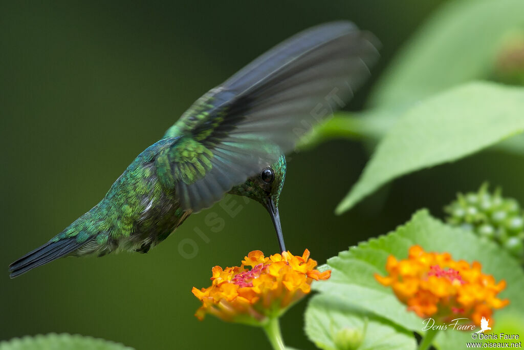 Blue-tailed Emerald male adult, eats