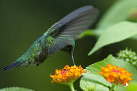 Blue-tailed Emerald