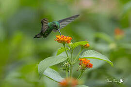 Blue-tailed Emerald