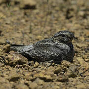 Lesser Nighthawk