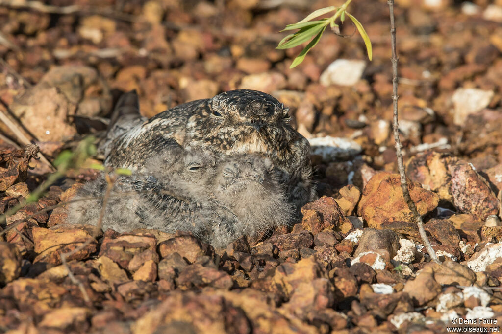 Lesser Nighthawk