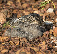 Lesser Nighthawk