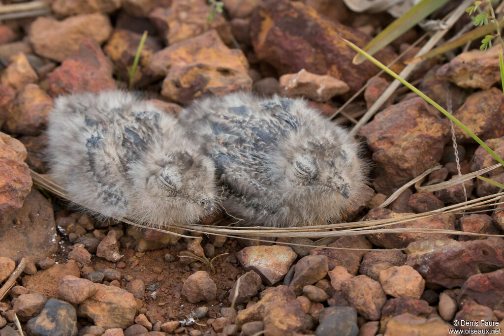 Lesser Nighthawk