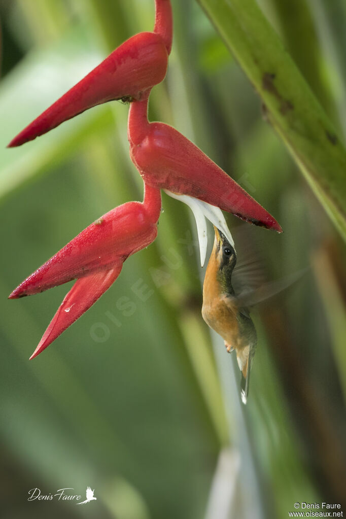 Rufous-breasted Hermit female adult, Flight, eats, drinks