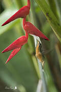 Rufous-breasted Hermit