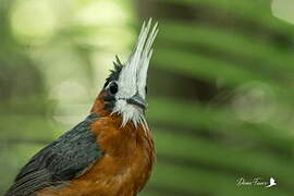 White-plumed Antbird