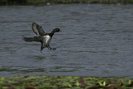 Ring-necked Duck