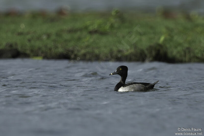 Ring-necked Duck male adult, Flight, swimming, walking, fishing/hunting, eats