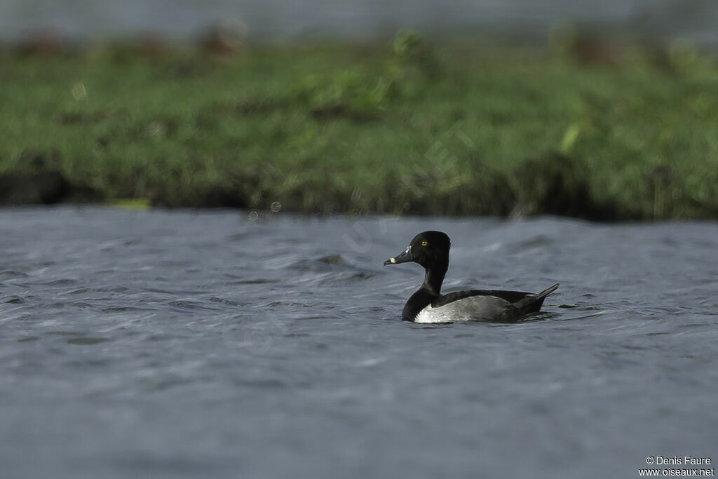 Ring-necked Duck male adult, Flight, swimming, walking, fishing/hunting, eats