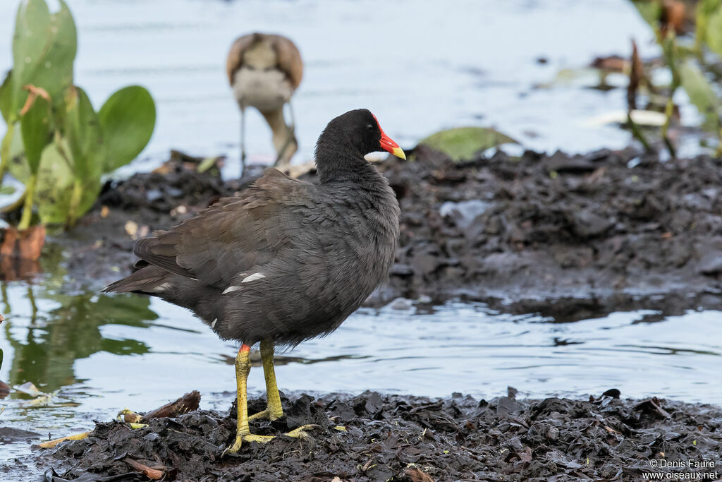 Gallinule d'Amériqueadulte