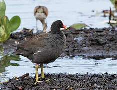 Gallinule d'Amérique