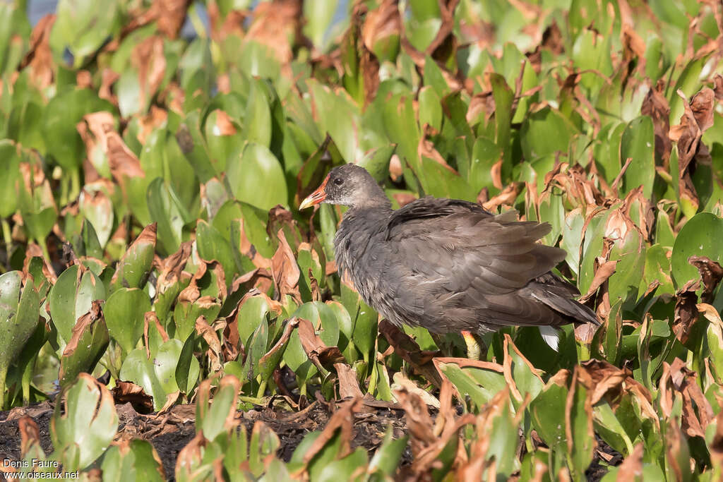 Common GallinuleFirst year, identification