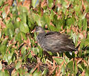 Gallinule d'Amérique