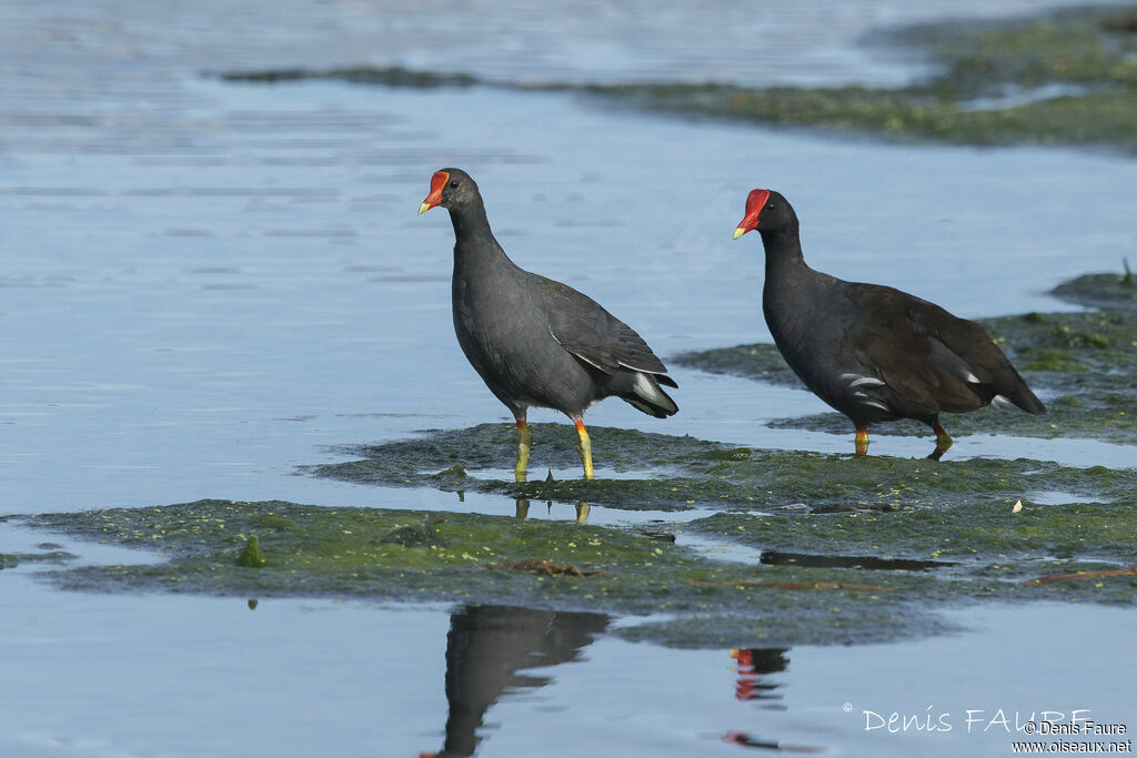 Gallinule d'Amérique