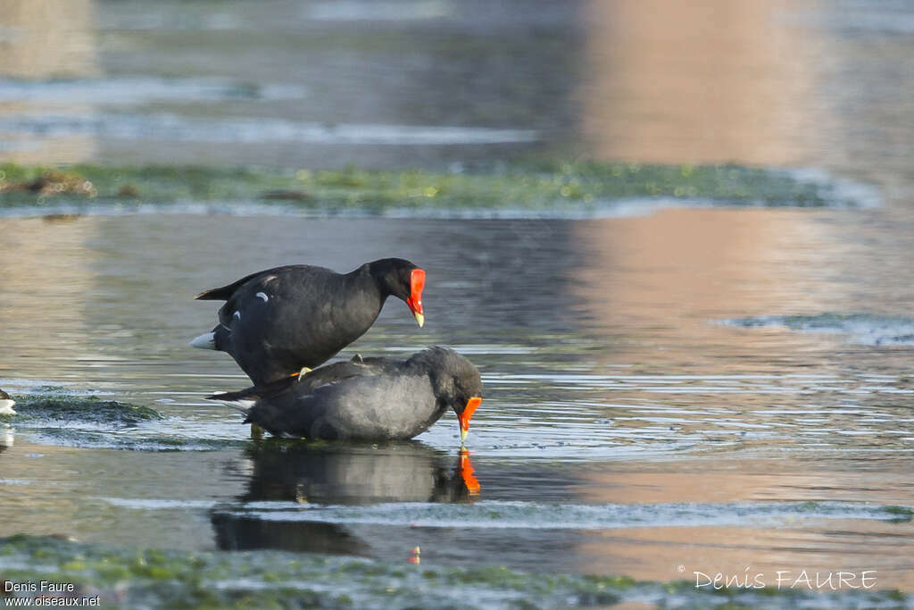 Gallinule d'Amériqueadulte, accouplement.