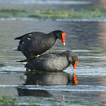 Gallinule d'Amérique